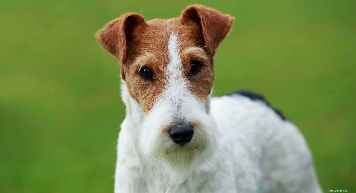 Fox Terrier: Exploring the Wire and Smooth Breeds