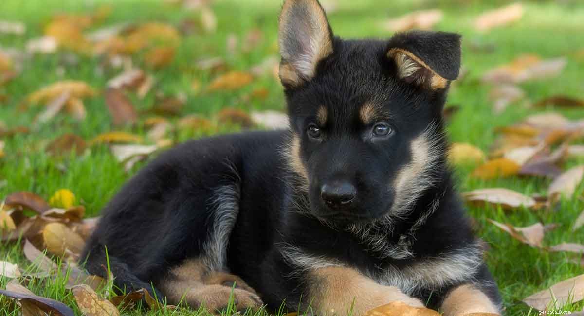 The Ultimate German Shepherd Dog Guide: Traits, Training & Care