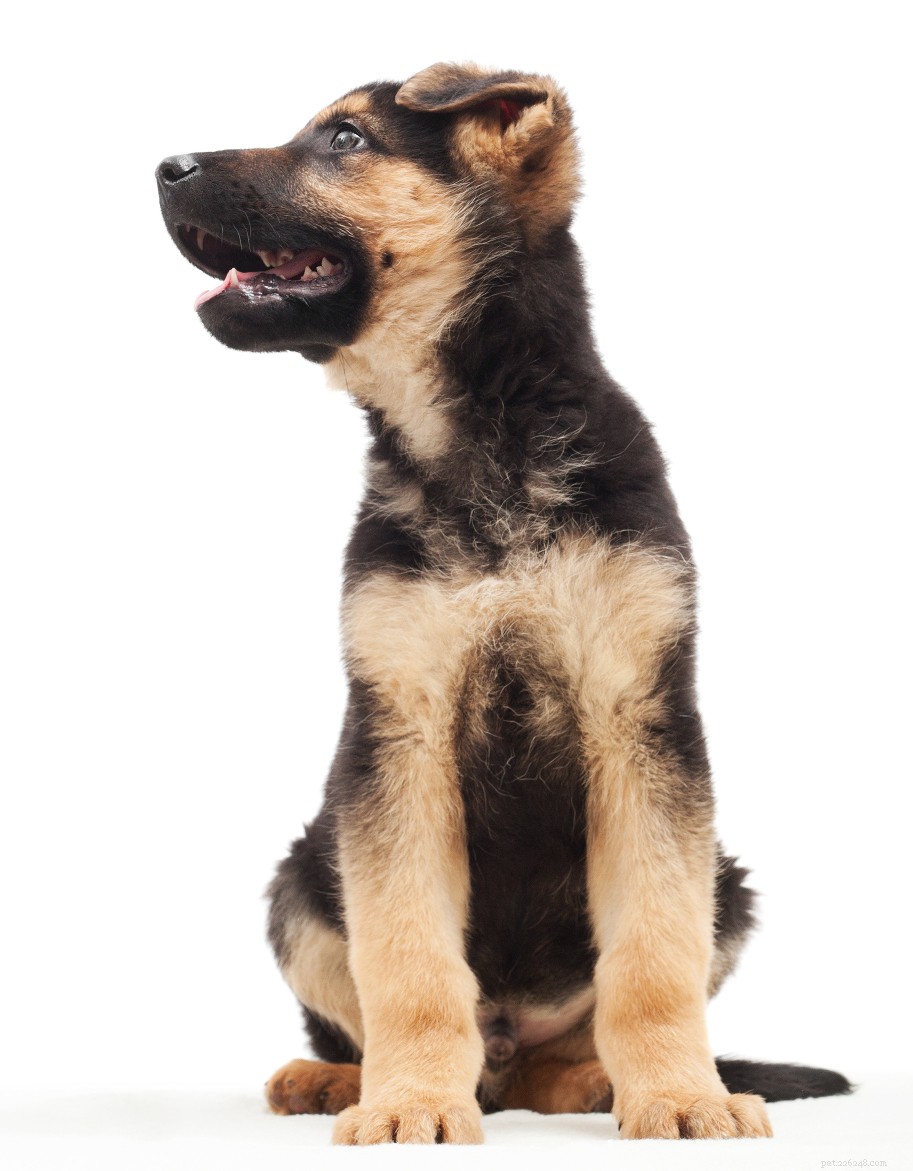 The Ultimate German Shepherd Dog Guide: Traits, Training & Care