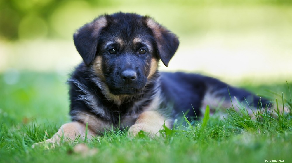 The Ultimate German Shepherd Dog Guide: Traits, Training & Care
