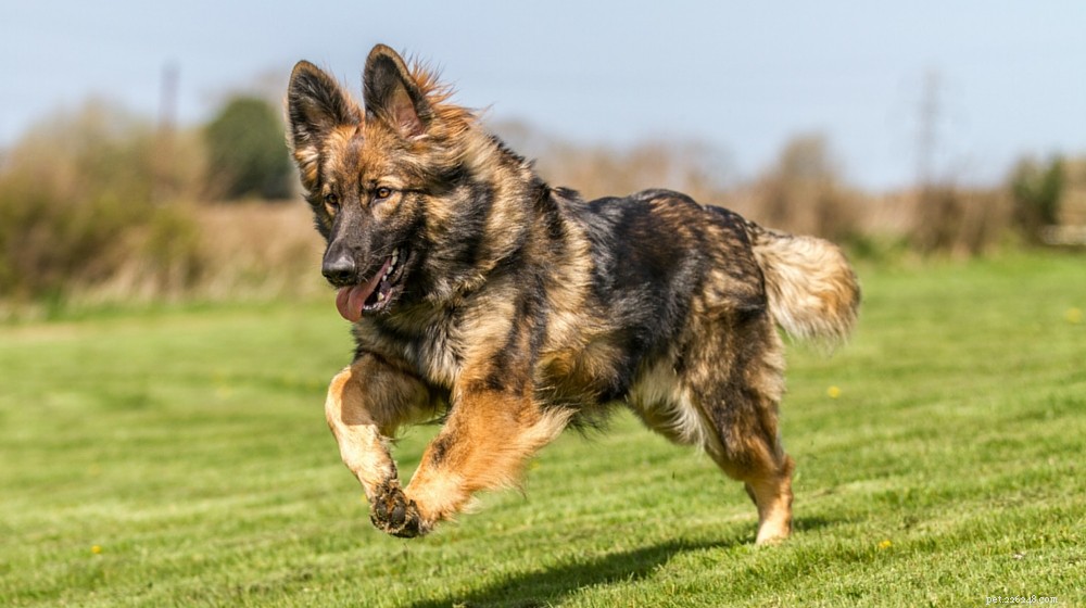 The Ultimate German Shepherd Dog Guide: Traits, Training & Care