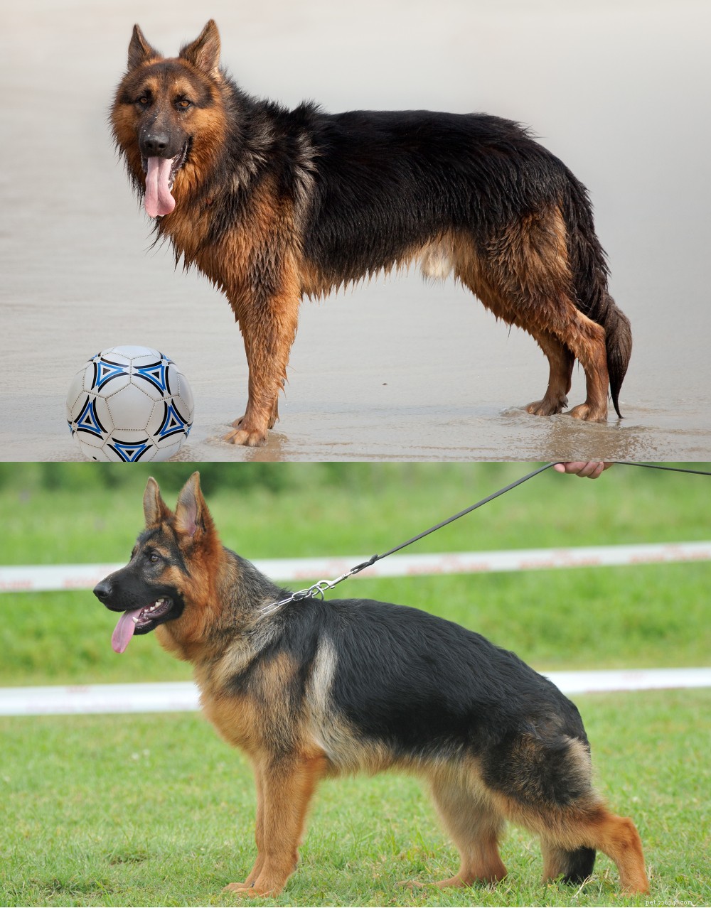 The Ultimate German Shepherd Dog Guide: Traits, Training & Care