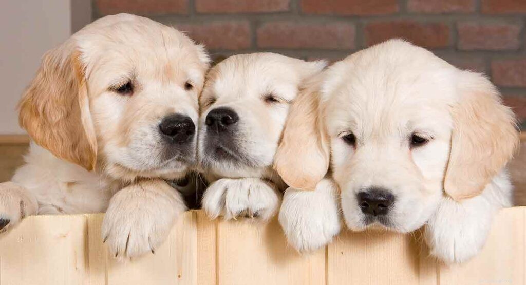 Golden Retriever Dog Breed Guide: Traits, Care & Family Fit
