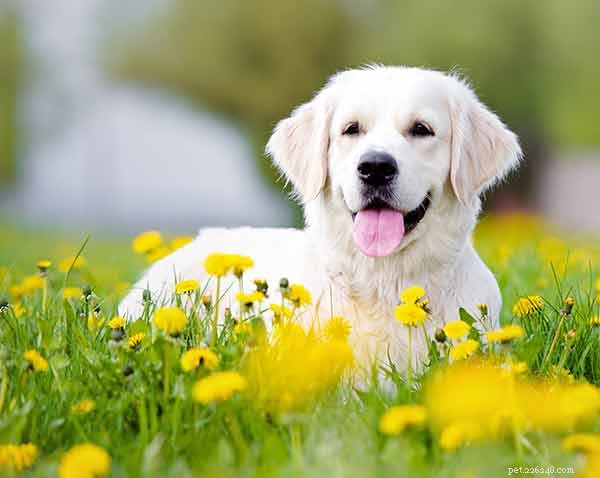 Golden Retriever Dog Breed Guide: Traits, Care & Family Fit