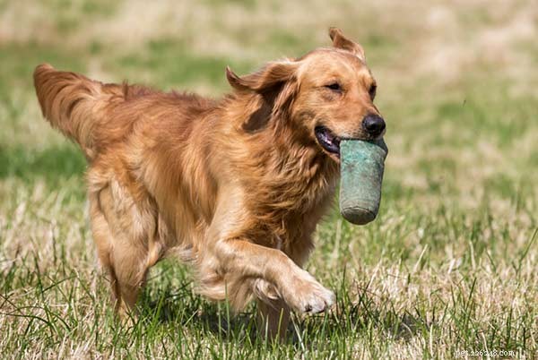Golden Retriever Dog Breed Guide: Traits, Care & Family Fit