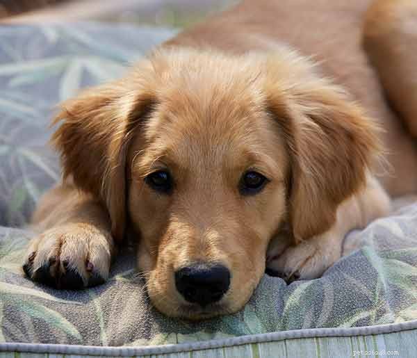 Golden Retriever Dog Breed Guide: Traits, Care & Family Fit