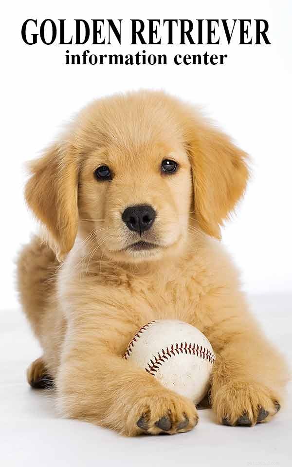 Golden Retriever Dog Breed Guide: Traits, Care & Family Fit