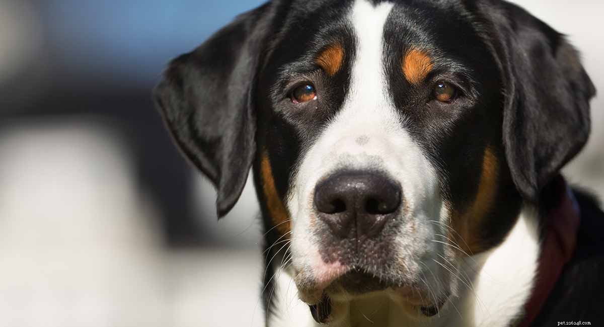 The Greater Swiss Mountain Dog: A Complete Breed Guide