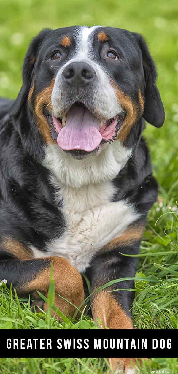 The Greater Swiss Mountain Dog: A Complete Breed Guide