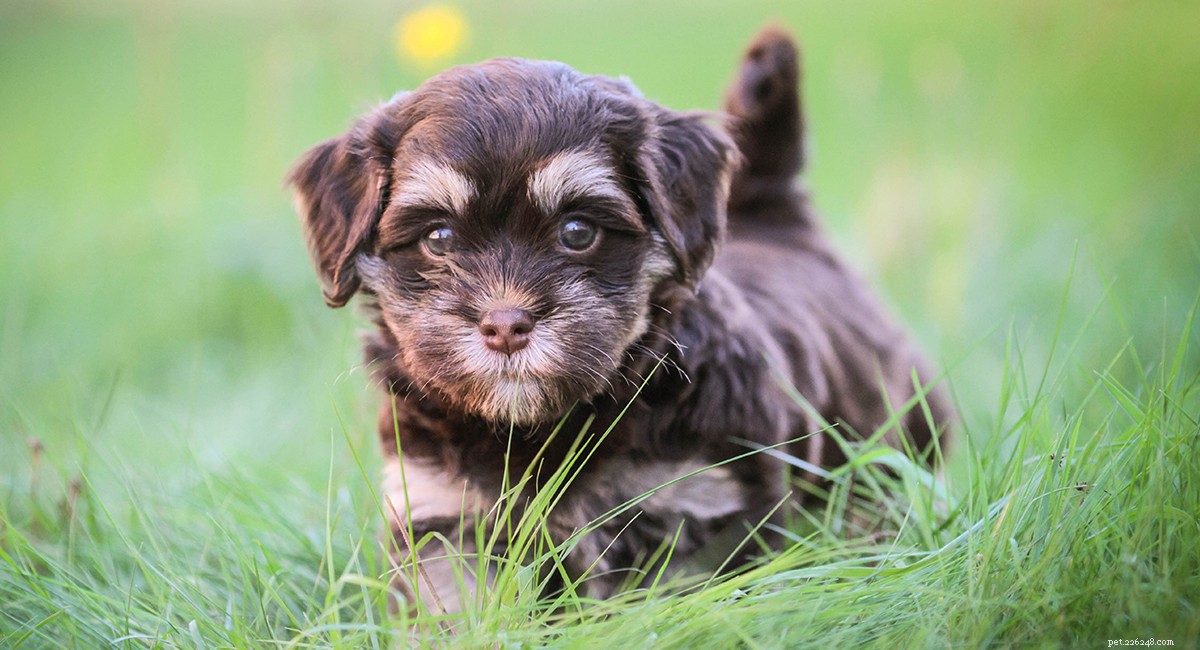 Havanese Dog Breed Guide: All You Need to Know About the Pint-Sized Companion