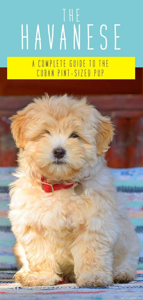 Havanese Dog Breed Guide: All You Need to Know About the Pint-Sized Companion