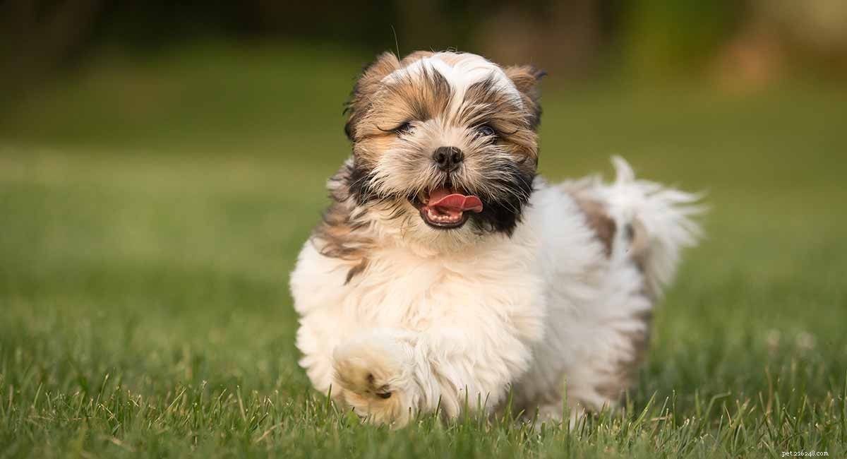 Havanese Dog Breed Guide: All You Need to Know About the Pint-Sized Companion
