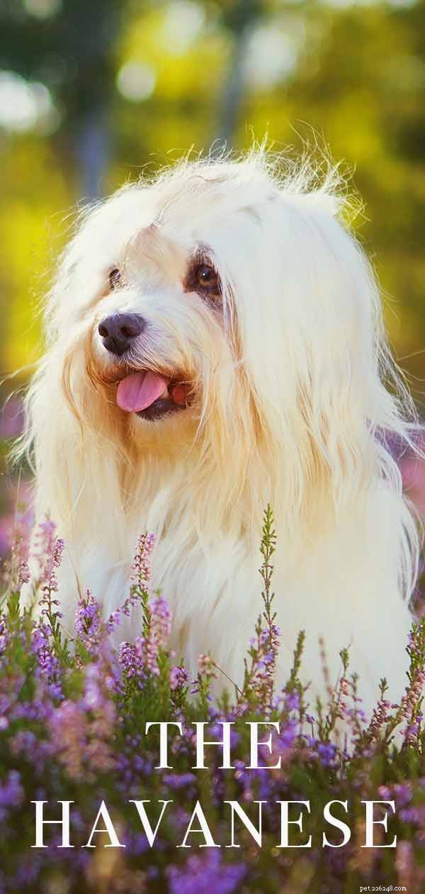 Havanese Dog Breed Guide: All You Need to Know About the Pint-Sized Companion