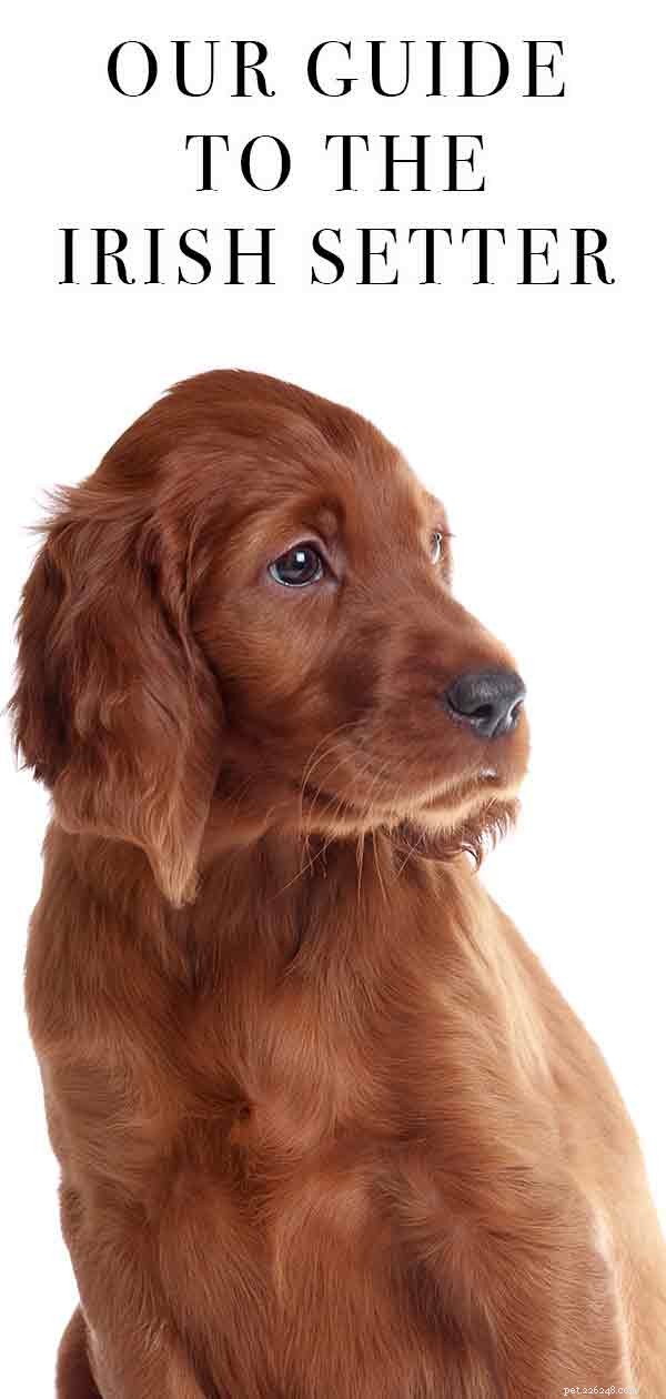 Irish Setter: Comprehensive Breed Guide & Insights