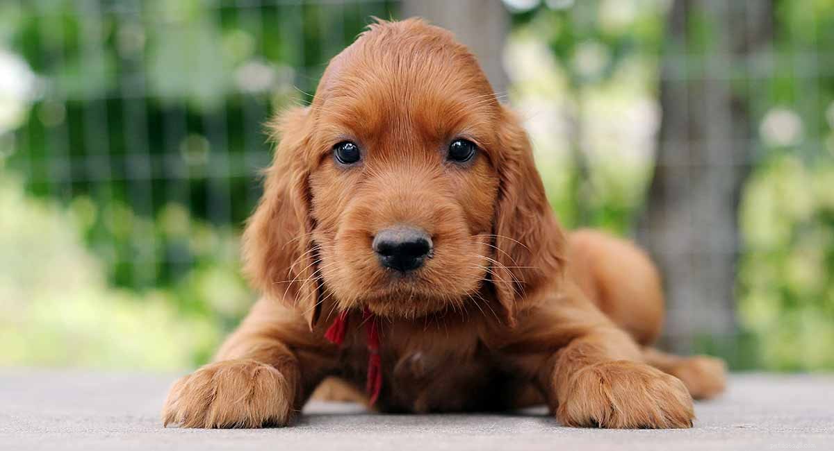 Irish Setter: Comprehensive Breed Guide & Insights