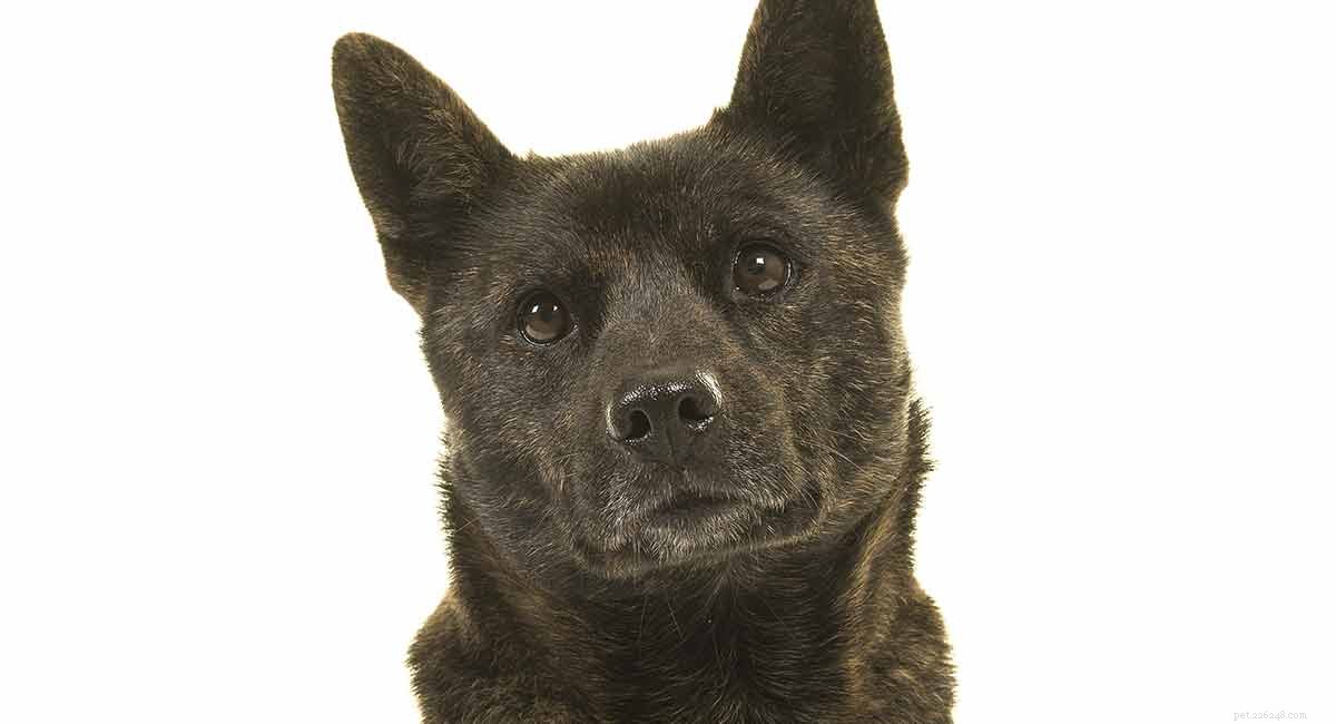 Kai Ken: The Majestic Japanese Hunting Dog – A Comprehensive Guide
