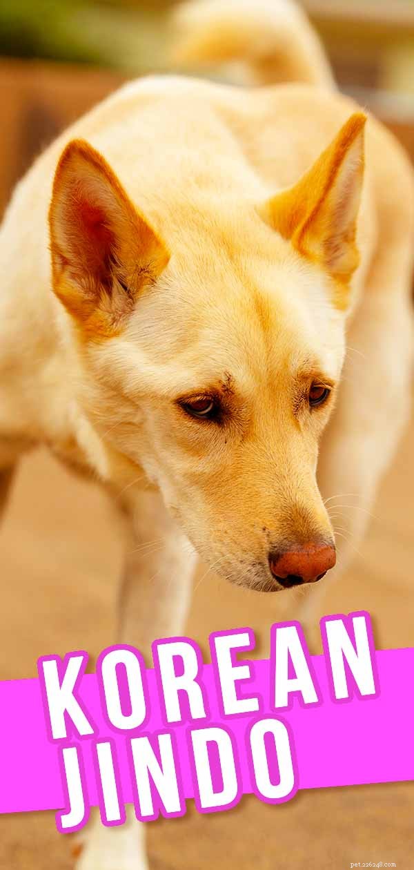 Explore the Korean Jindo Dog: Heritage, Traits, and Care Guide