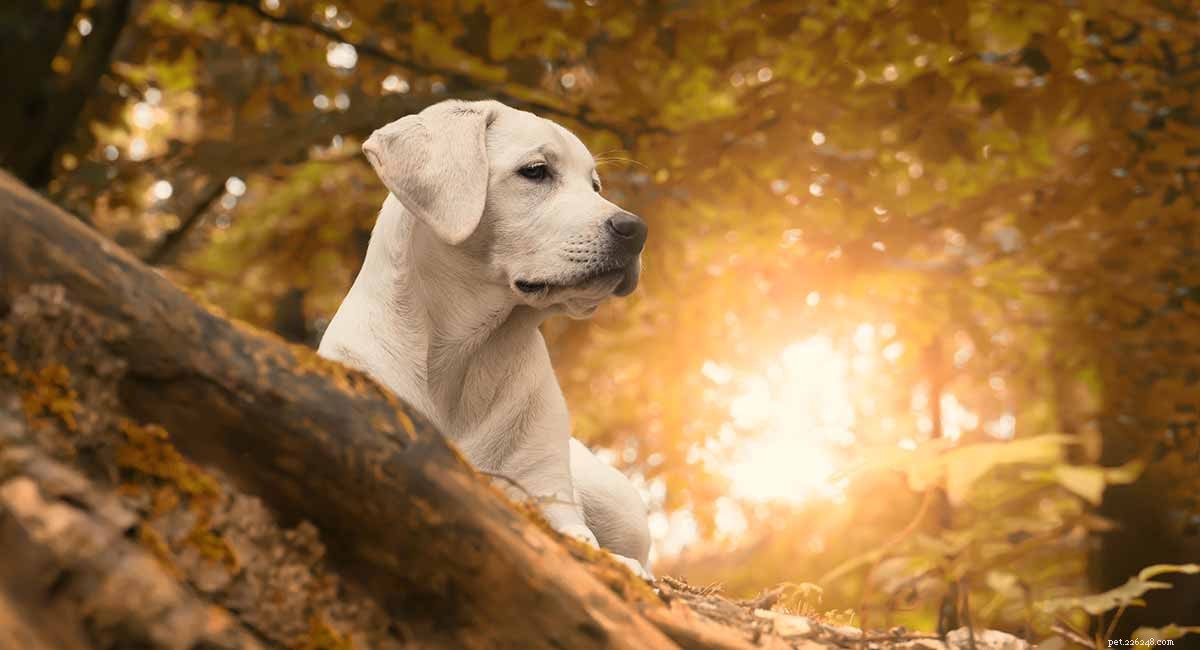 Labrador Retriever: Comprehensive Guide to the Beloved Family Dog