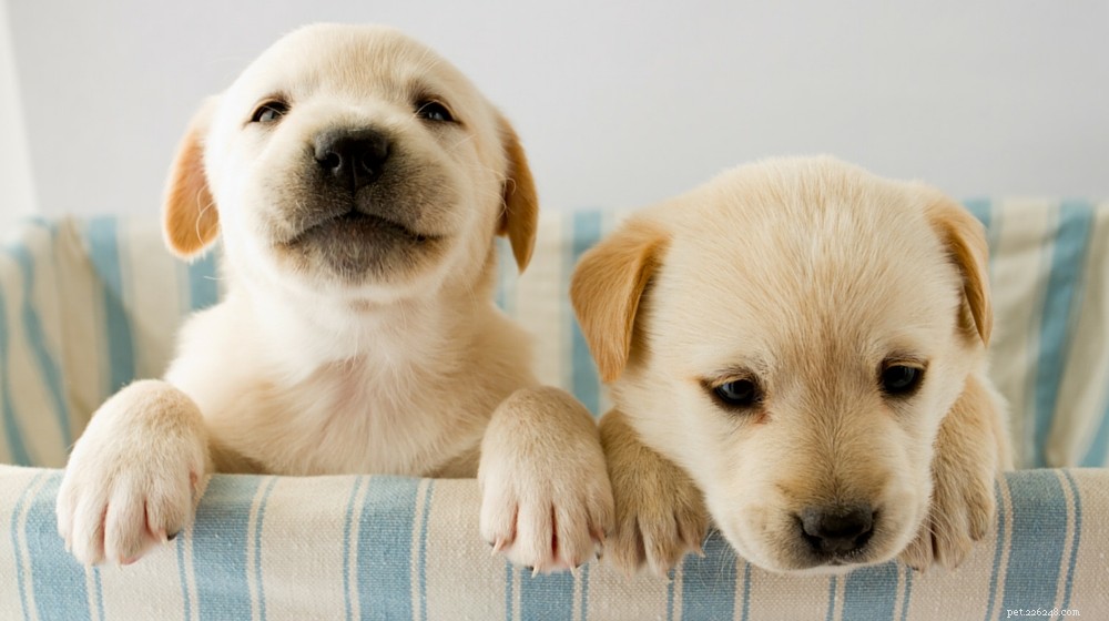 Labrador Retriever: Comprehensive Guide to the Beloved Family Dog