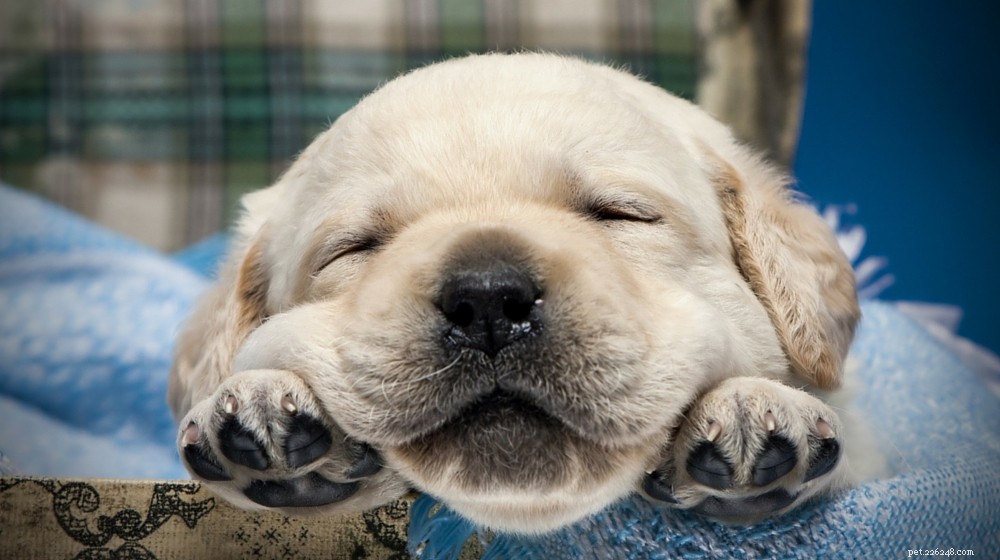 Labrador Retriever: Comprehensive Guide to the Beloved Family Dog
