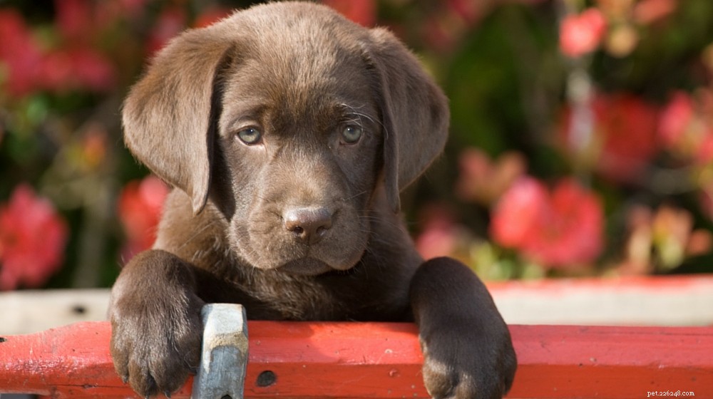 Labrador Retriever: Comprehensive Guide to the Beloved Family Dog