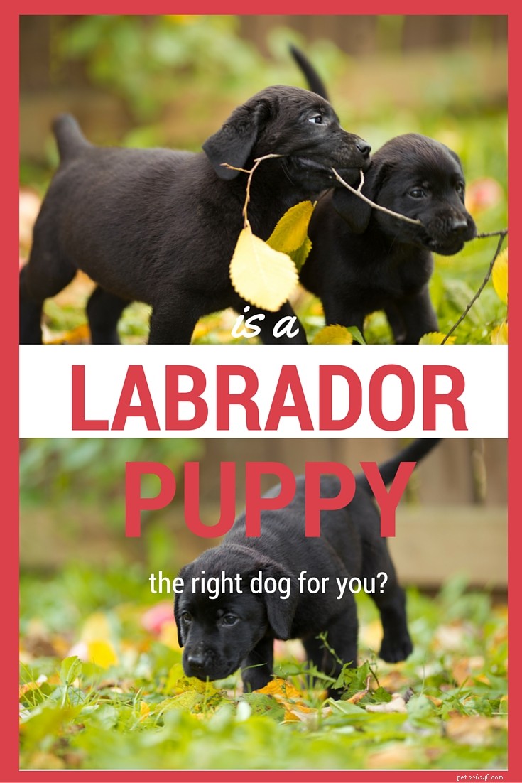 Labrador Retriever: Comprehensive Guide to the Beloved Family Dog