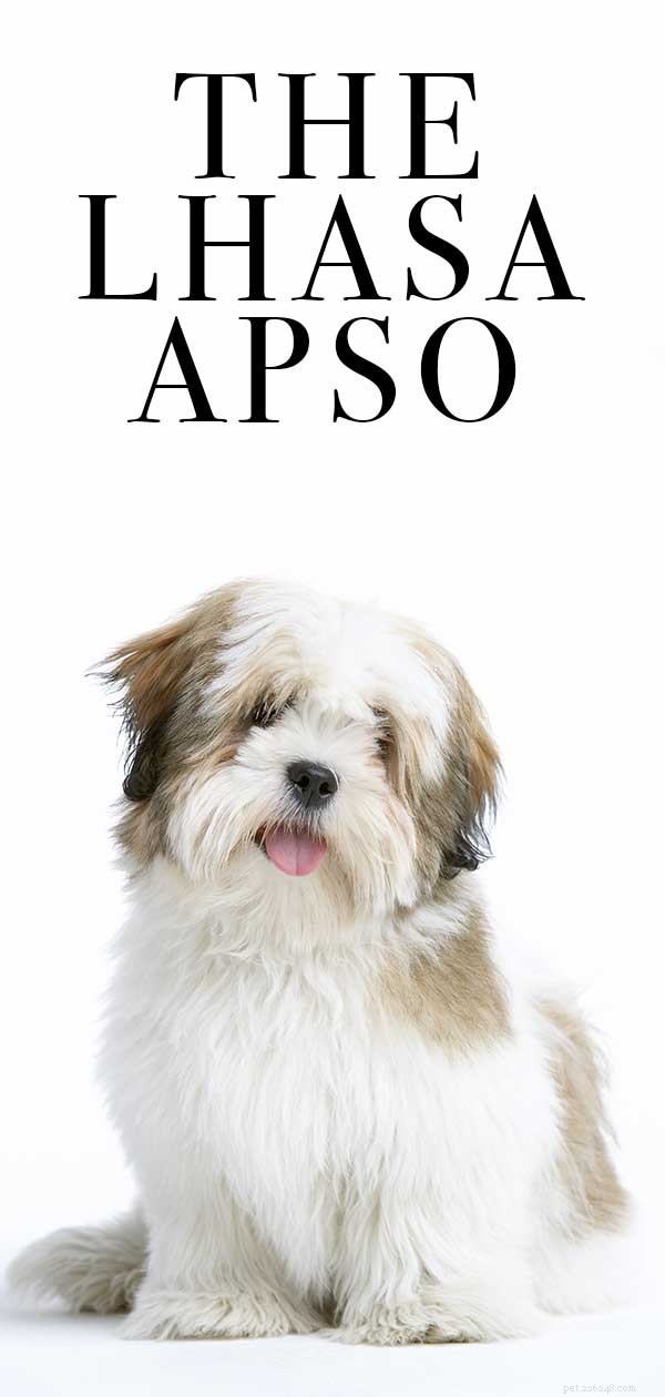 Lhasa Apso: Traits, Care, and Adoption Guide