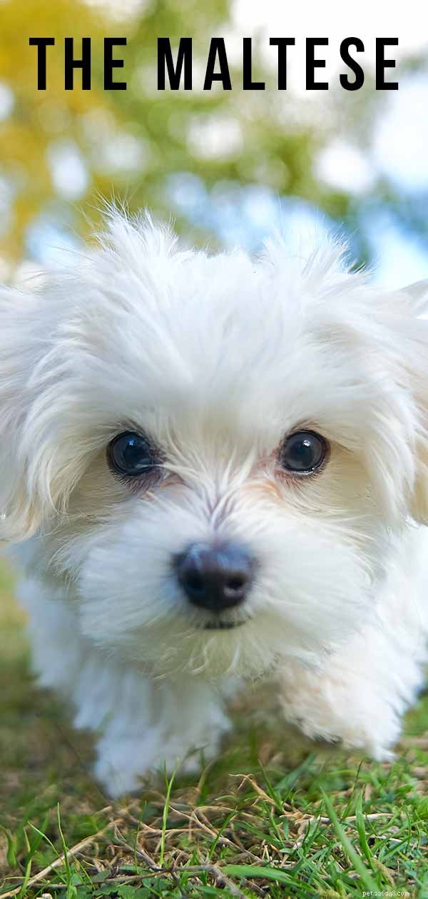 Maltese Dogs: Your Comprehensive Guide to This Fluffy, Friendly Toy Breed