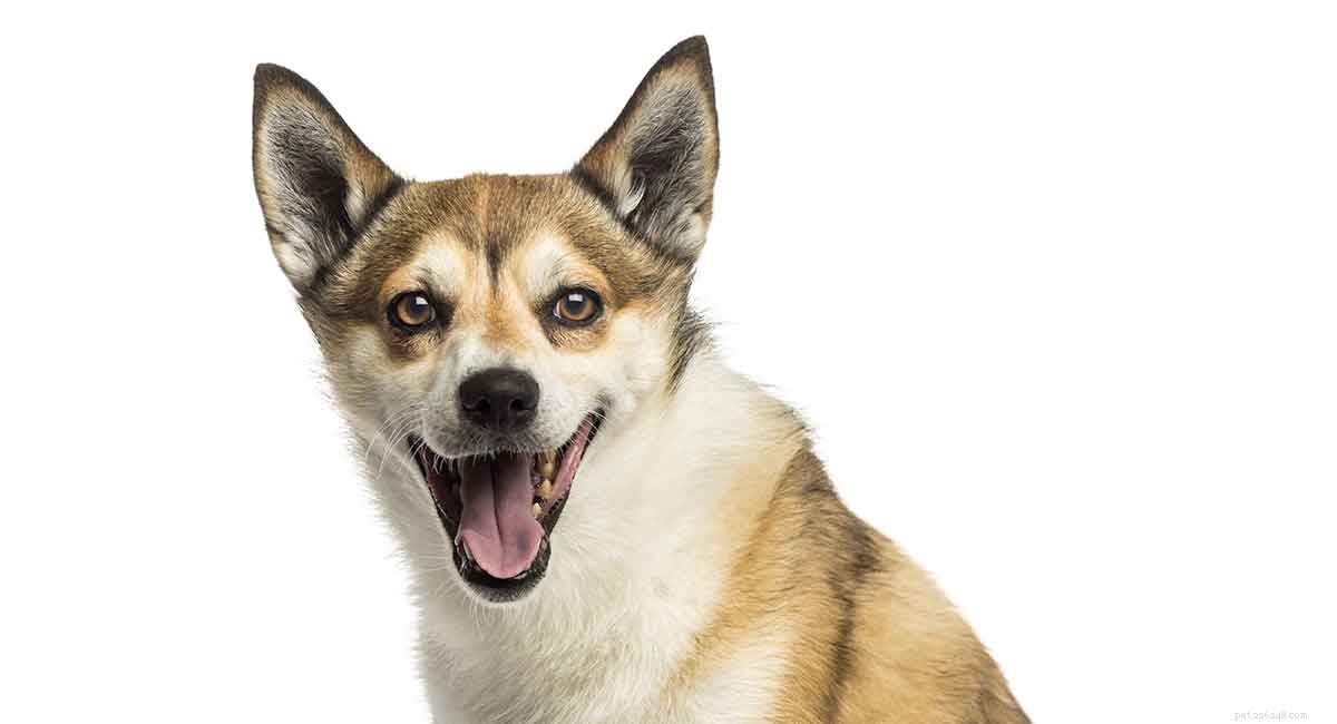 Norwegian Lundehund: The Remarkably Adapted Hunting Dog