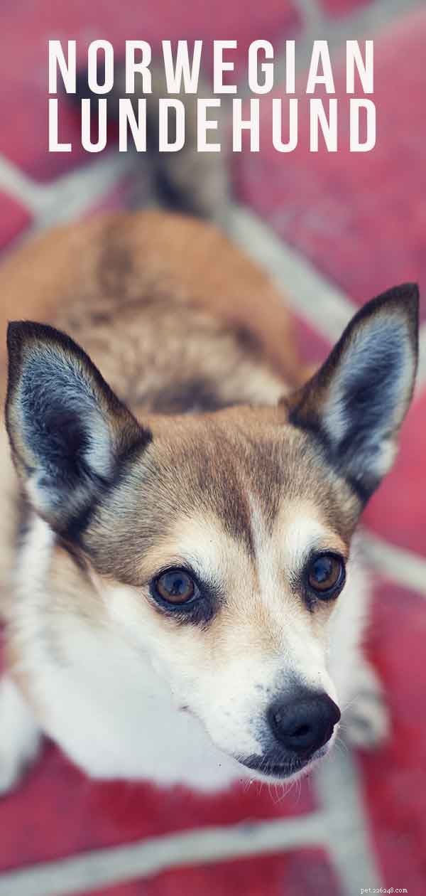 Norwegian Lundehund: The Remarkably Adapted Hunting Dog