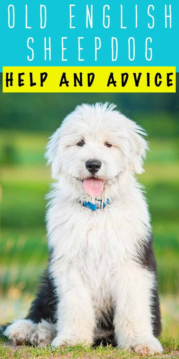 Old English Sheepdog: Comprehensive Breed Guide & Care Tips