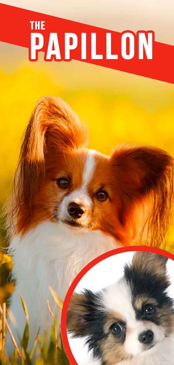 Papillon Dog Guide: Traits, Care, and Lifespan – The Elegant Toy Breed