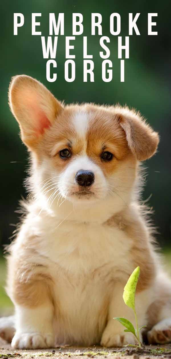 Pembroke Welsh Corgi: A Comprehensive Guide to Breed Traits, Health & Family Compatibility