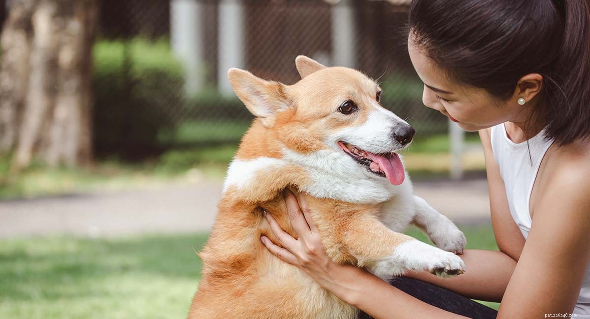 Pembroke Welsh Corgi: A Comprehensive Guide to Breed Traits, Health & Family Compatibility