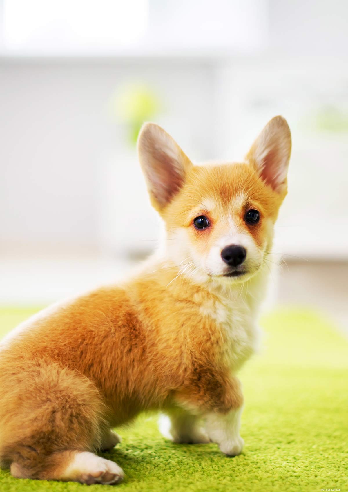 Pembroke Welsh Corgi: A Comprehensive Guide to Breed Traits, Health & Family Compatibility