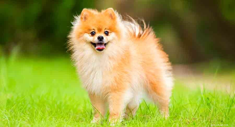 Pomeranian Dog: Key Traits, Care, and Training Guide