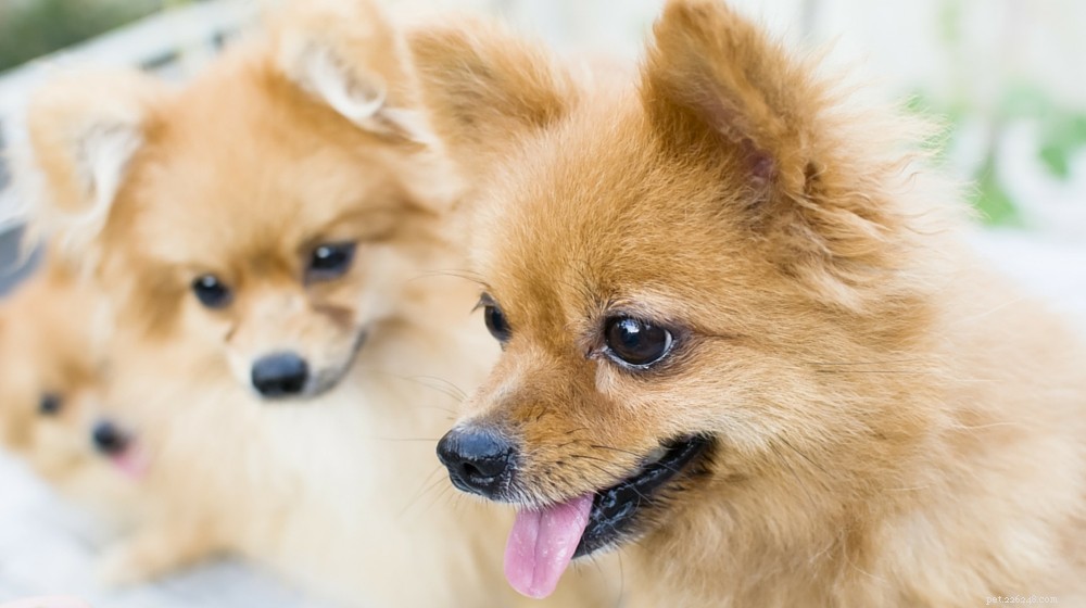 Pomeranian Dog: Key Traits, Care, and Training Guide