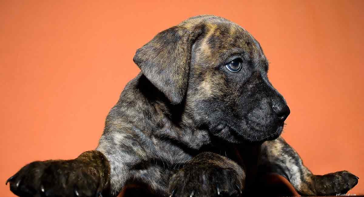 Presa Canario: A Powerful Guard Dog That Can Be a Loyal Family Companion