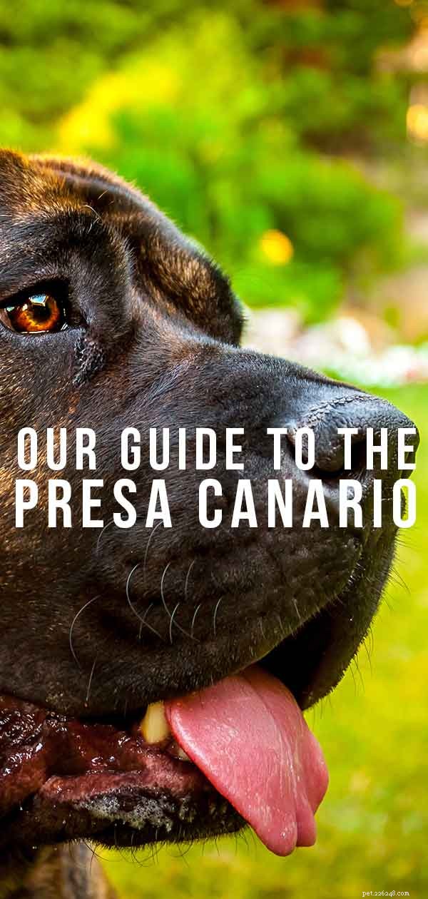 Presa Canario: A Powerful Guard Dog That Can Be a Loyal Family Companion
