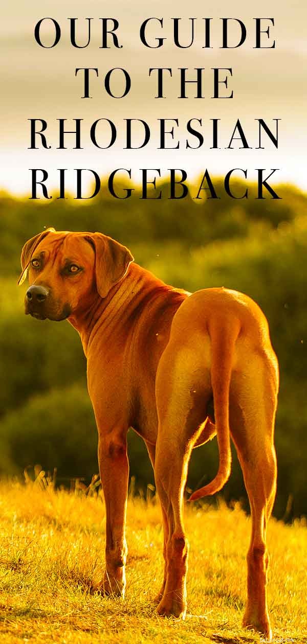 Rhodesian Ridgeback: Elegant Hunter Dog for Active Families