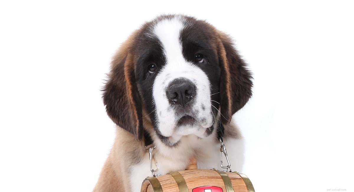 Saint Bernard Dogs: The Gentle Giant That Might Be Your Ideal Family Pet