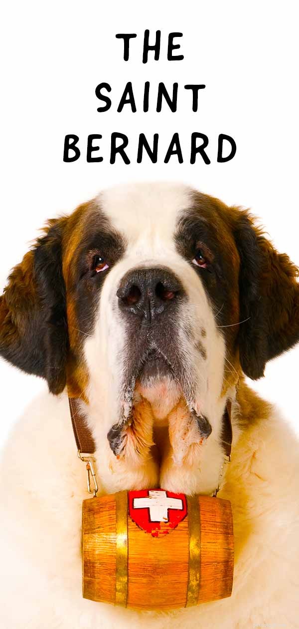 Saint Bernard Dogs: The Gentle Giant That Might Be Your Ideal Family Pet