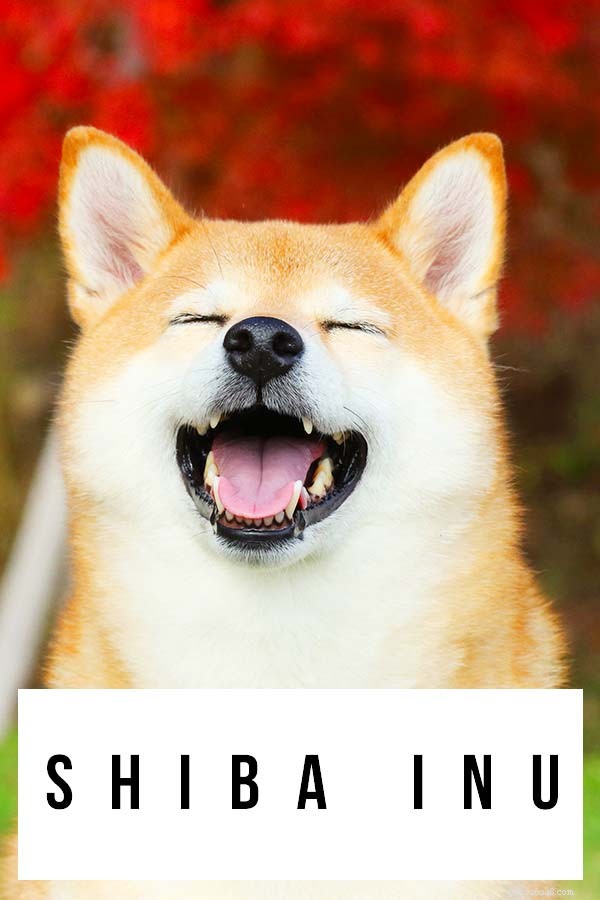 Shiba Inu Breed Guide: Traits, Care, and Whether They’re the Ideal Companion