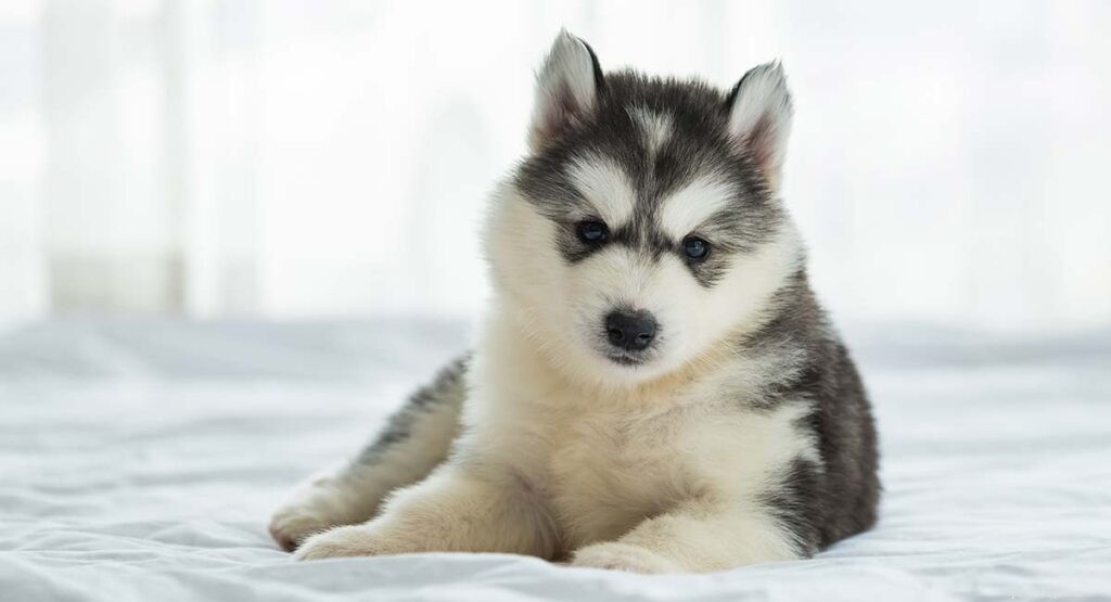 Siberian Husky Breed Guide: Facts, Care Tips & Stunning Photos