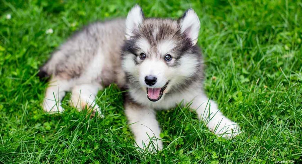 Siberian Husky Breed Guide: Facts, Care Tips & Stunning Photos