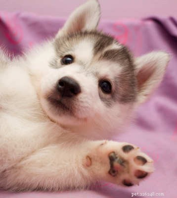 Siberian Husky Breed Guide: Facts, Care Tips & Stunning Photos