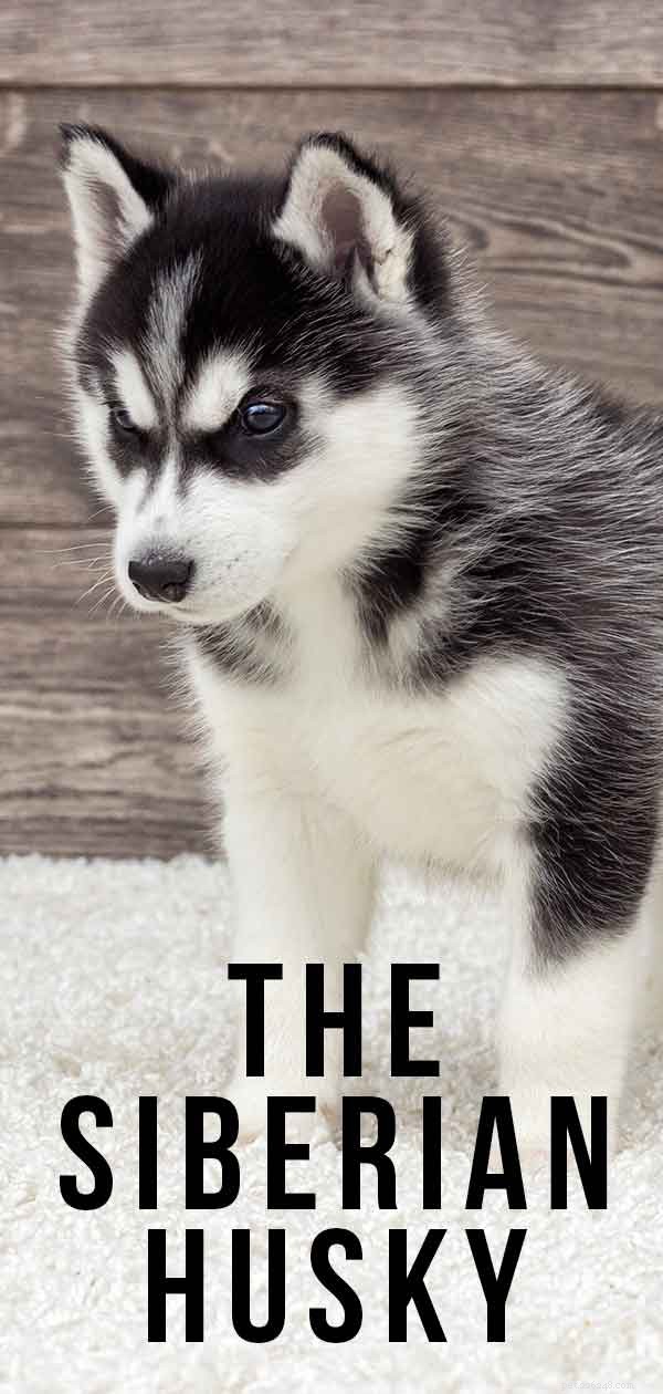 Siberian Husky Breed Guide: Facts, Care Tips & Stunning Photos