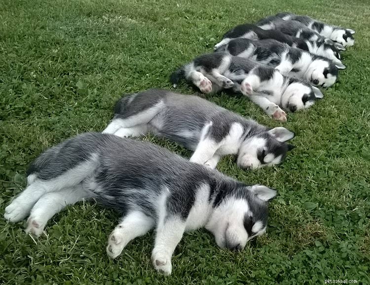 Siberian Husky Breed Guide: Facts, Care Tips & Stunning Photos