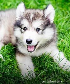 Siberian Husky Breed Guide: Facts, Care Tips & Stunning Photos