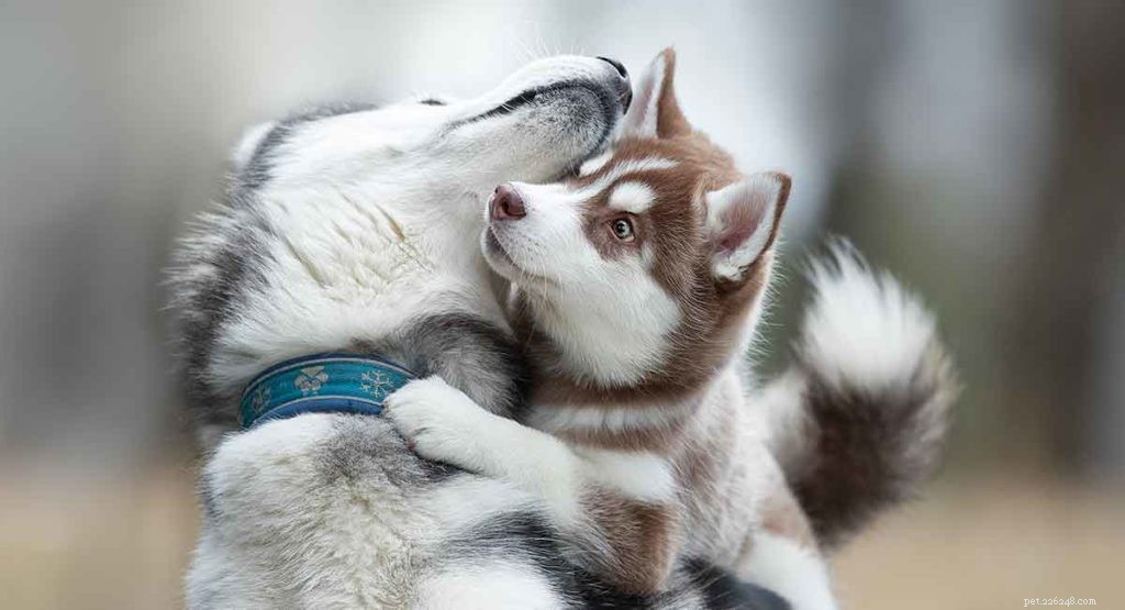 Siberian Husky Breed Guide: Facts, Care Tips & Stunning Photos
